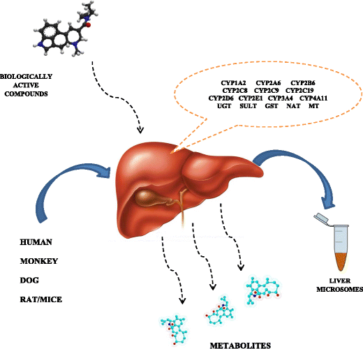 热门肝微粒体（Liver Microsome）