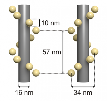 GattaQuant - GOLD NANOHELICES (L/R)