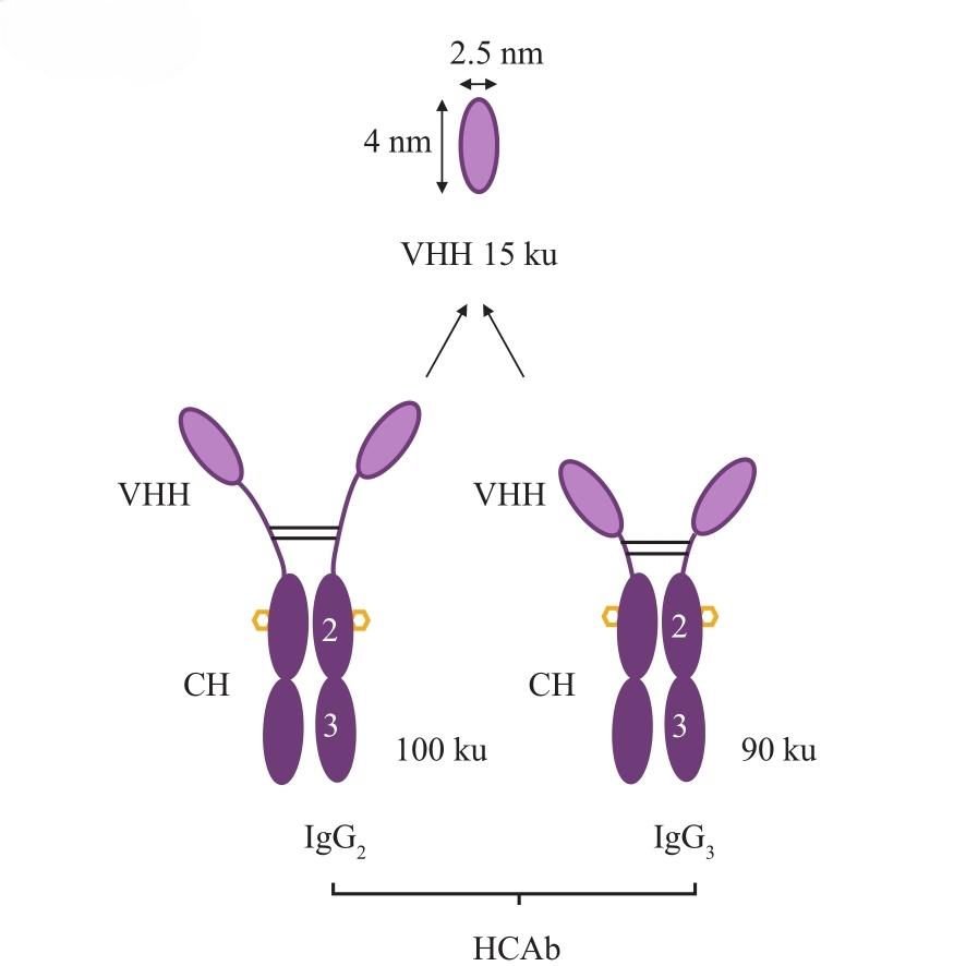 辰辉创聚生物®全流程VHH纳米抗体开发服务