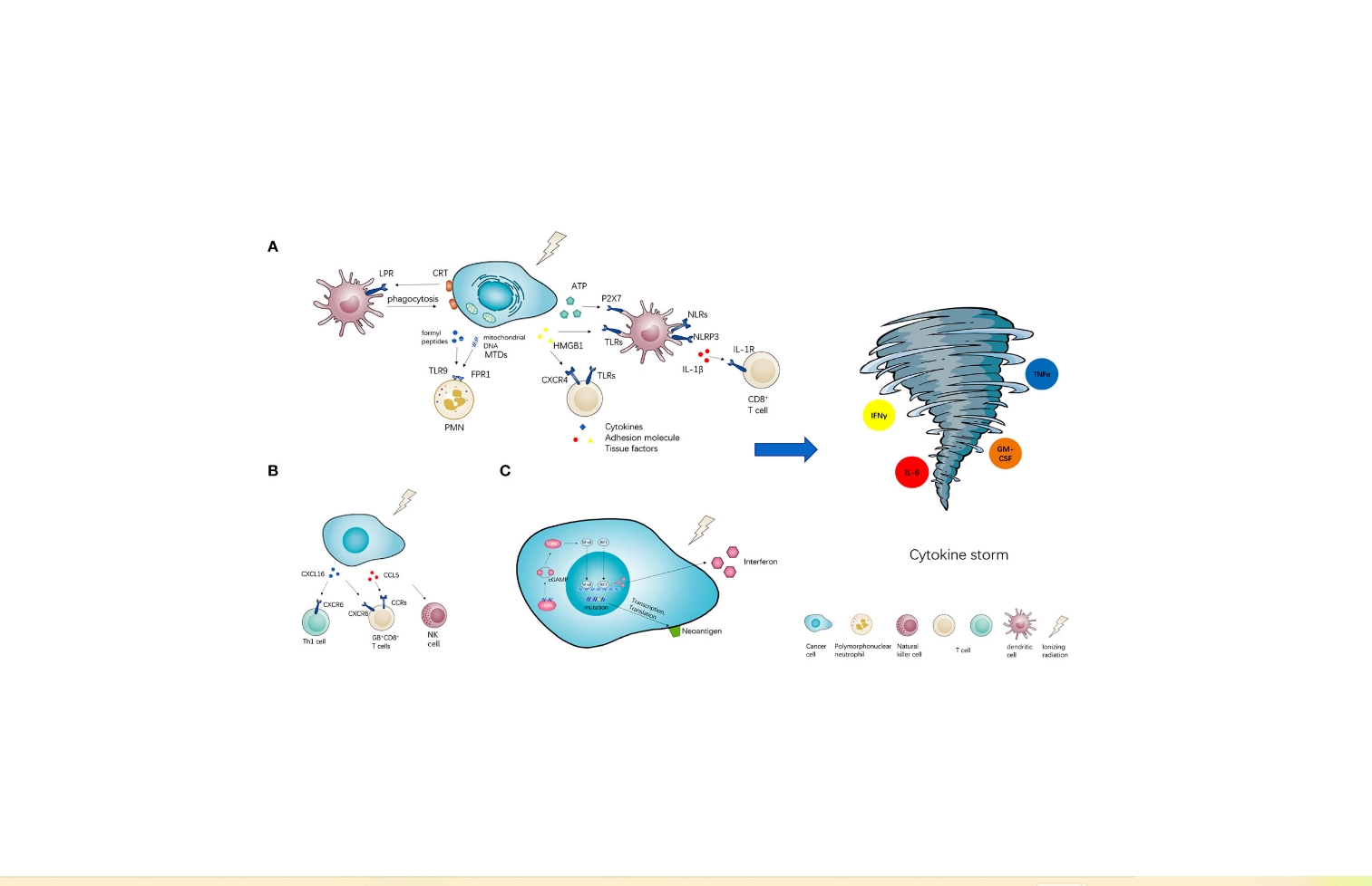 辰辉创聚生物®Nebulabio 提供全面细胞因子