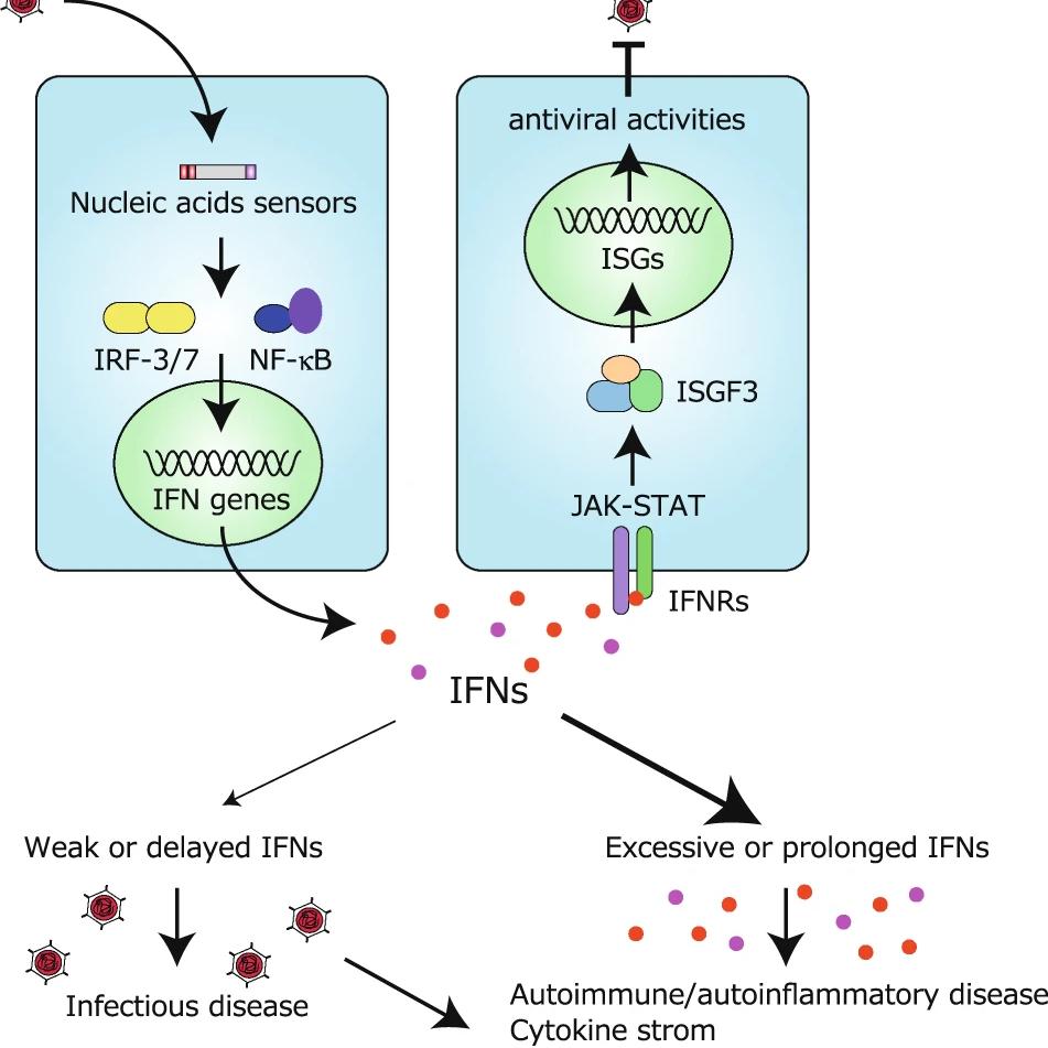 辰辉创聚生物®Nebulabio 提供RNA Viruses Triggered信号通路相关蛋白