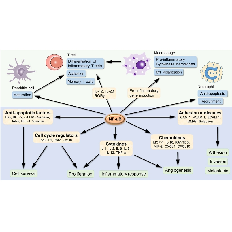辰辉创聚生物®Nebulabio 提供NF-κB信号通路相关蛋白