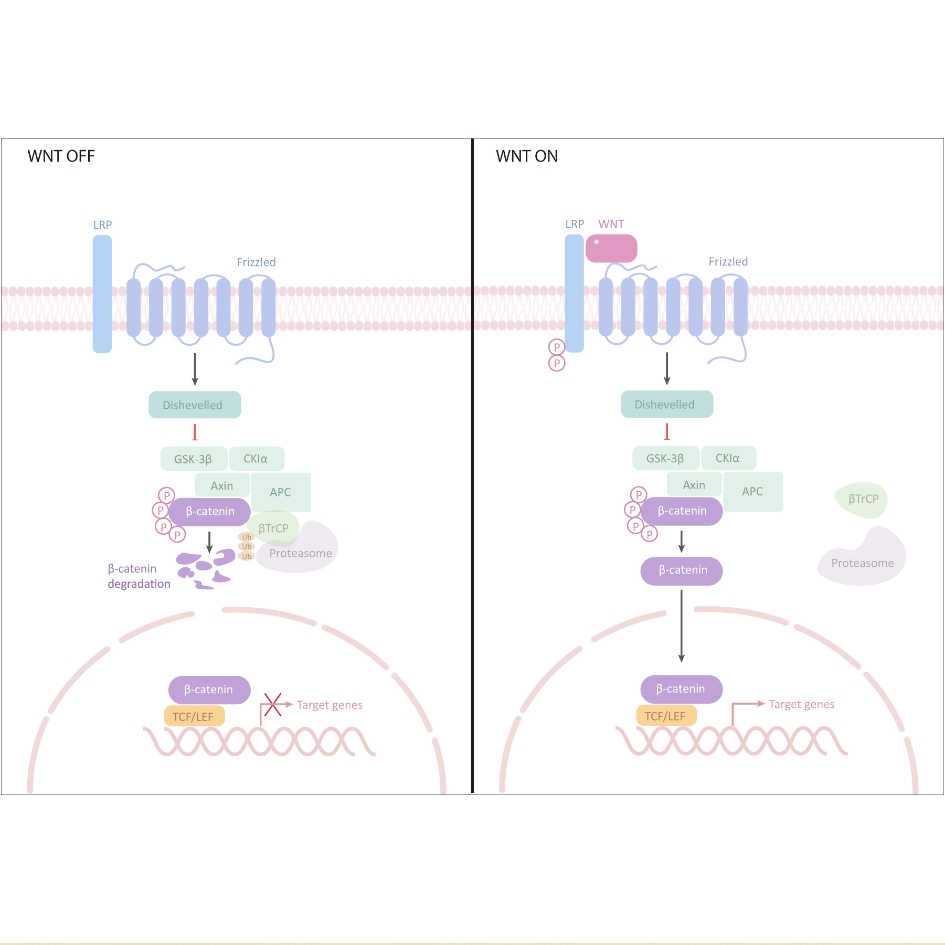 辰辉创聚生物®Nebulabio 提供Wnt 信号通路相关蛋白