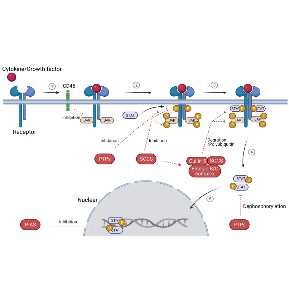 辰辉创聚生物®Nebulabio 提供JAK-STAT信号通路相关蛋白