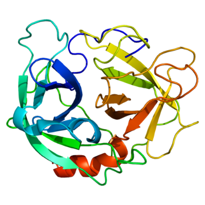 重组Neutrophil Elastase (NE)蛋白现货热销中