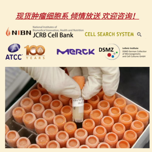维百奥生物现货肿瘤细胞系，倾情放送，欢迎咨询！