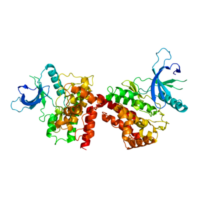 重组人JAK2蛋白 | Recombinant Human JAK2