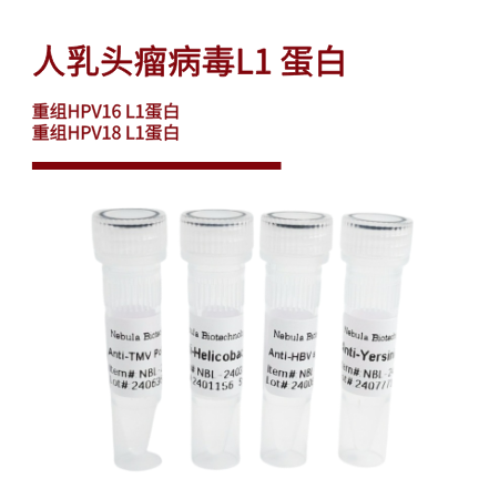 人乳头瘤病毒L1 蛋白 | HPV16/HPV18