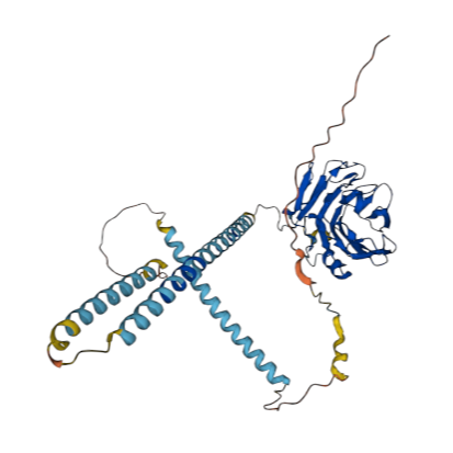 重组小鼠GDF10/BMP-3B蛋白 | Recombinant Mouse GDF10/BMP-3B, 339-477 aa, His-tag