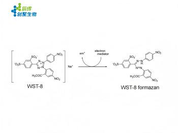 NBSP-230001 1比1 - 副本 - 副本(1).jpg