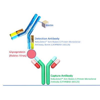 抗狂犬病病毒G蛋白单克隆抗体