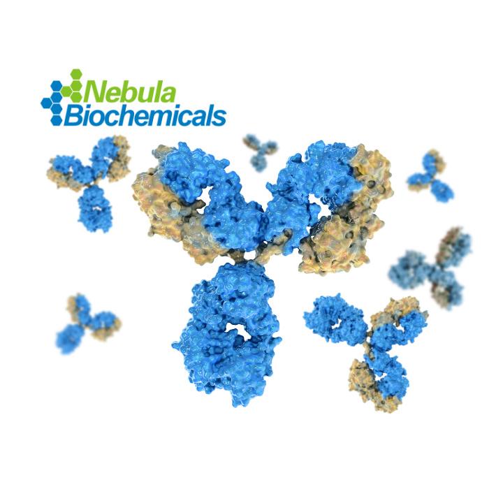 AR-V7 (Androgen Receptor Variant 7；雄激素受体剪切变异体7)抗体