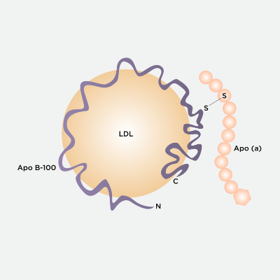 NebuSelect™ Native Human Lipoprotein(a), Lp(a)