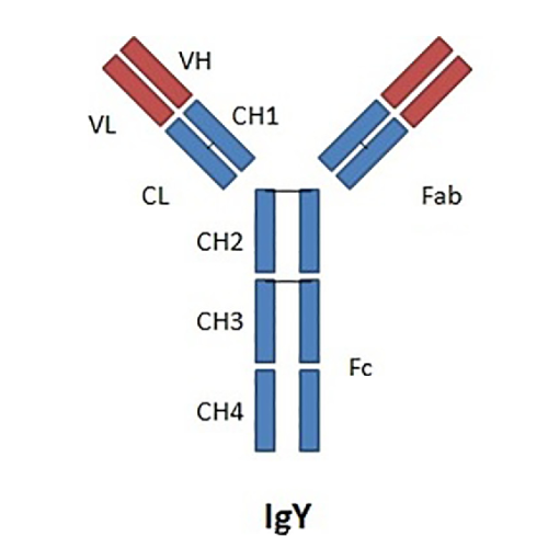 鸡IgY对照抗体 | Chicken IgY Isotype Control