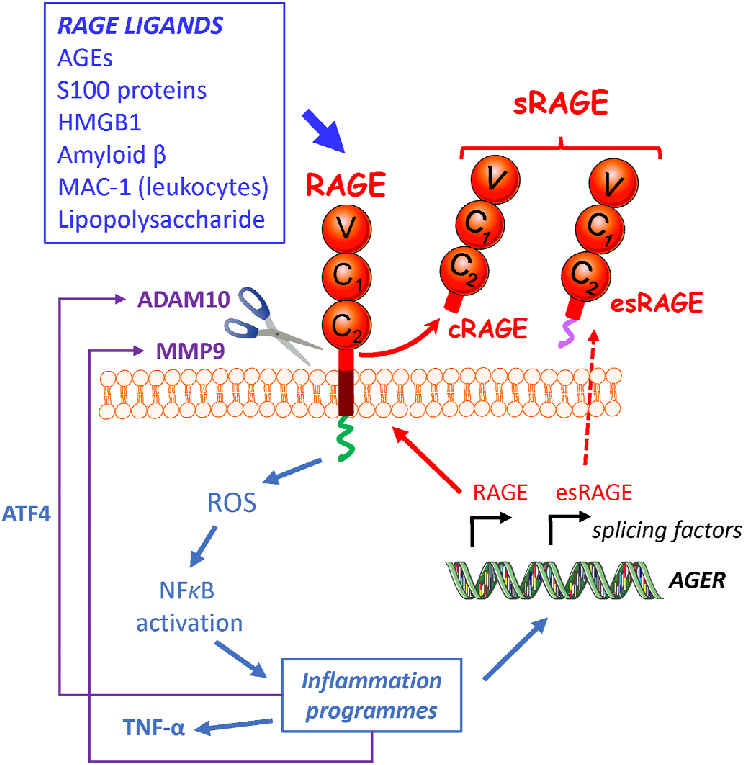 重组人sRAGE蛋白 | Recombinant Human sRAGE, His-tag