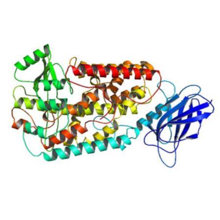 重组人15-Lipoxygenase 1蛋白 | Recombinant Human 15-Lipoxygenase 1, 1-662aa, His-tag