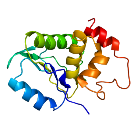 重组鸡贫血病毒Dual specificity protein phosphatase VP2蛋白
