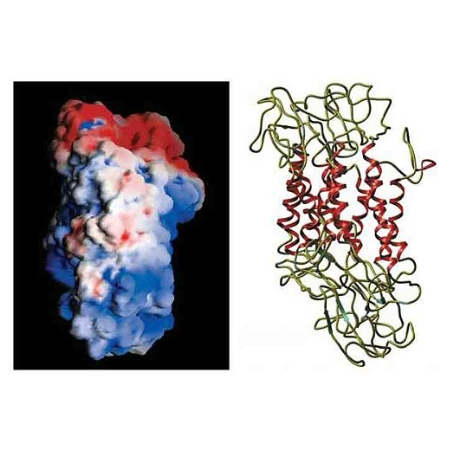 重组大鼠Dopamine Transporter (DAT)蛋白 | Dopamine Transporter (DAT), 562-619aa, His-tag