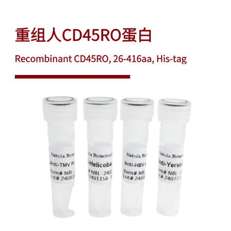 重组人CD45RO蛋白 | Recombinant CD45RO, 26-416aa, His-tag