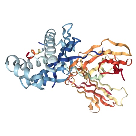 重组人HLA-DR蛋白 | Recombinant HLA-DR, 26-216aa, His-tag