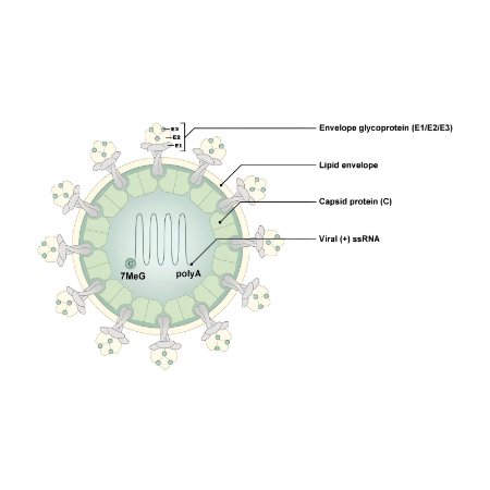 重组Chikungunya Virus E1 (CHIKV)蛋白 | Recombinant Chikungunya Mutant (A226V) E1