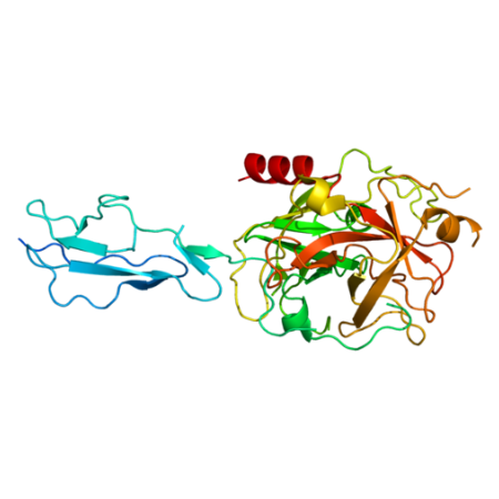 重组小鼠C1s蛋白 | Recombinant Mouse C1s, 1-688aa, His-tag