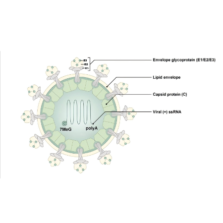 重组Chikungunya Virus E2 (CHIKV)蛋白 | Recombinant Chikungunya E2