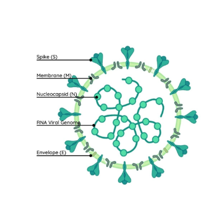 重组人RSV (B) Pre-fusion glycoprotein F0蛋白