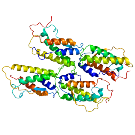 重组鸡SCF蛋白 | Recombinant Chicken SCF Protein, 26-225aa, His-tag, GST-tag