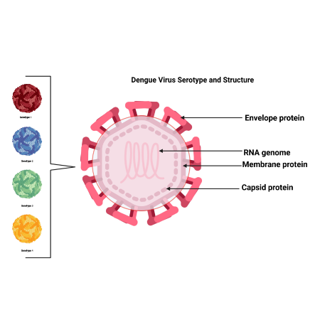 重组登革病毒DENV-4 Envelope蛋白 | Dengue Virus Serotype 4 Envelope protein