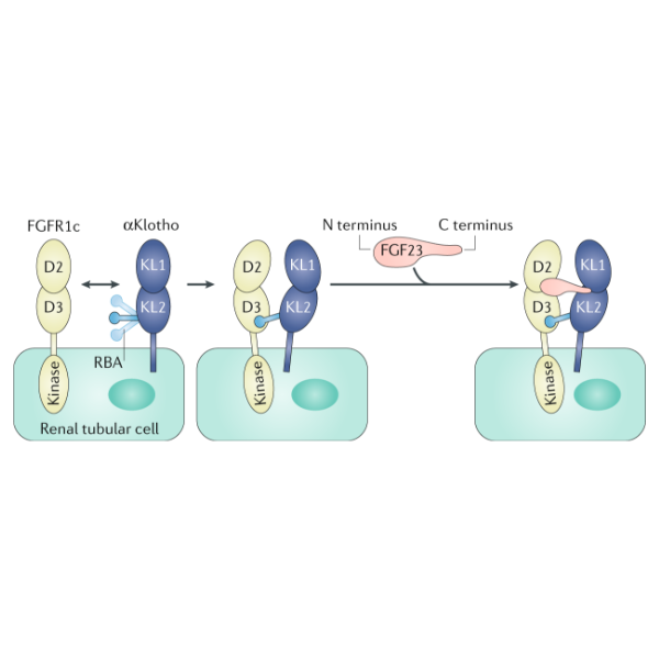 重组人Klotho蛋白现货热销中