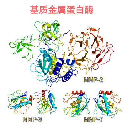 重组小鼠MMP蛋白现货热销中