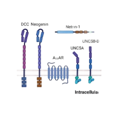 重组人Netrin receptor DCC蛋白 | Recombinant Human Netrin receptor DCC, 32-1097aa