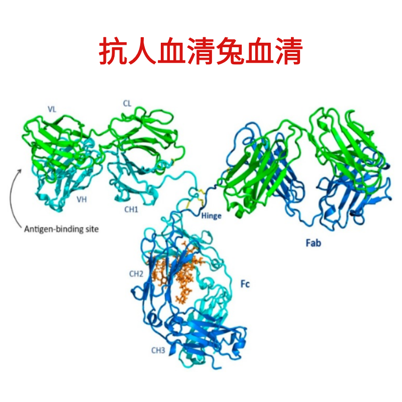 维百奥生物现货销售抗人血清兔血清