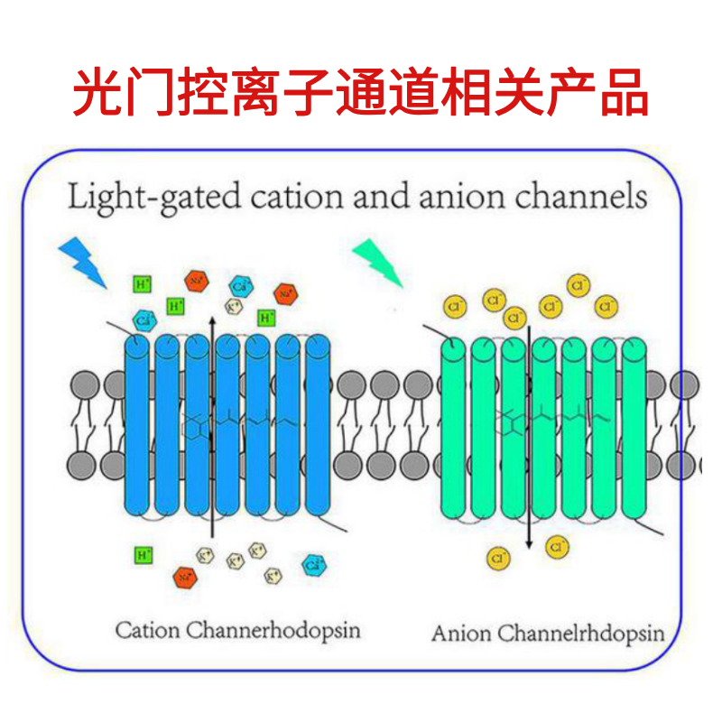 维百奥生物现货销售光门控离子通道相关产品