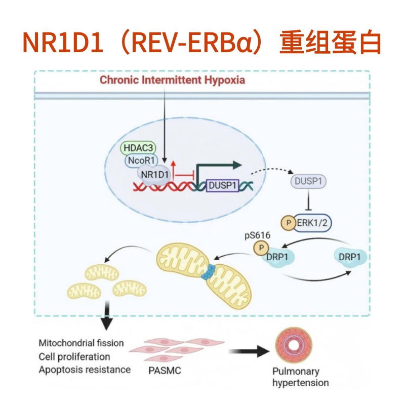 NR1D1（REV-ERBα）重组蛋白｜Recombinant NR1D1 Protein