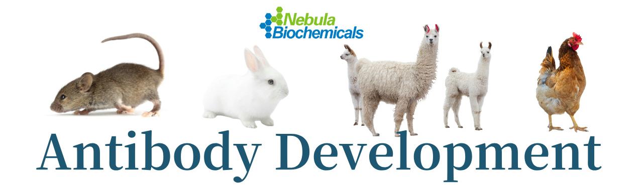 1766732251483349.jpg 抗体制备.jpg