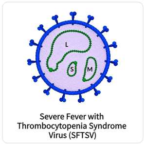 Severe Fever with Thrombocytopenia Syndrome Virus (SFTSV)