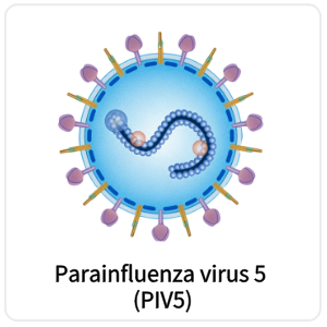 Parainfluenza virus 5 (PIV5)