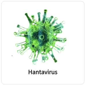 Hantavirus