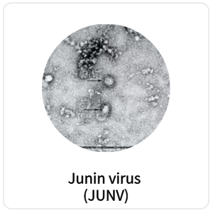 Junin virus (JUNV)