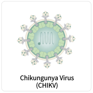 Chikungunya Virus(CHIKV)