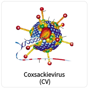 Coxsackievirus (CV)