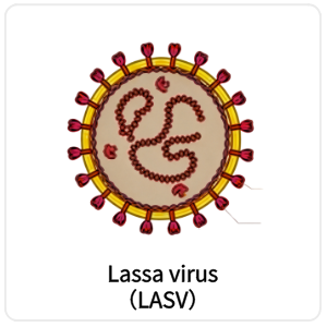 Lassa virus（LASV）