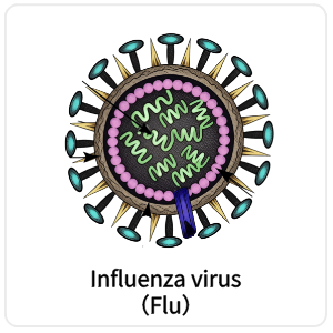 Influenza virus（Flu）