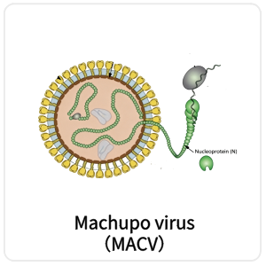Machupo virus（MACV）
