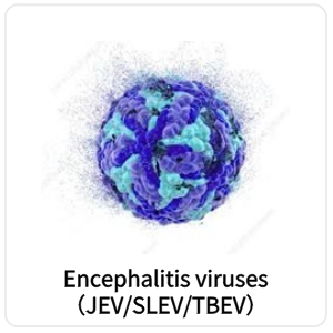 JEV/SLEV/TBEV