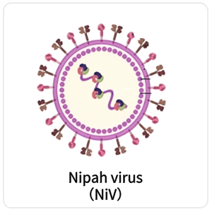 Nipah virus（NiV）