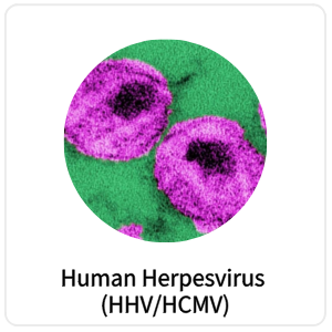 Human Herpesvirus (HHV/HCMV)