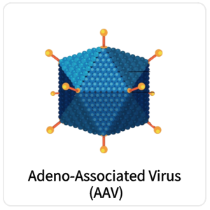 Adeno-Associated Virus (AAV)